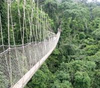 Canopy Walk